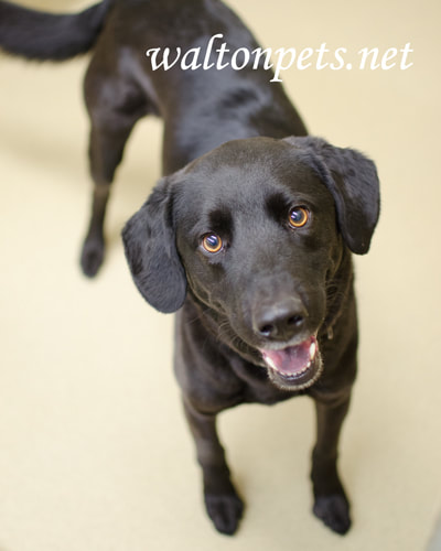 Walton Pets Magic