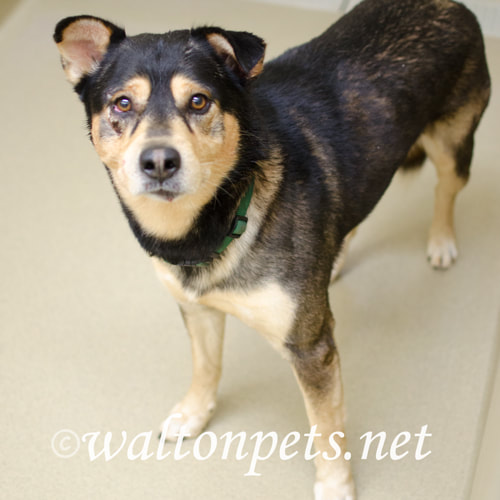 Walton Pets Romeo
