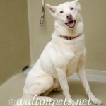 Adoptable (Official) Georgia Dogs for February 23, 2021