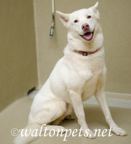 Walton Pets Yukon