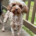 Adoptable (Official) Georgia Dogs for February 3, 2021