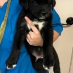 Adoptable (Official) Georgia Dogs for March 5, 2021