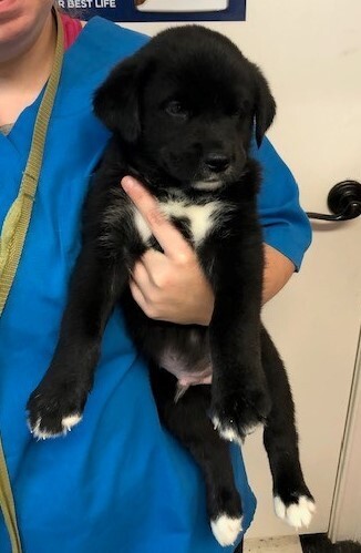 Adam Humane Society of Terrell County GA