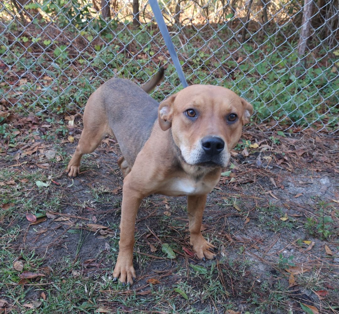 Almond Bulloch County Animal Shelter