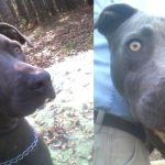 Adoptable Georgia Dogs for May 2, 2013