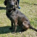 Adoptable (Official) Georgia Dogs for March 17, 2021