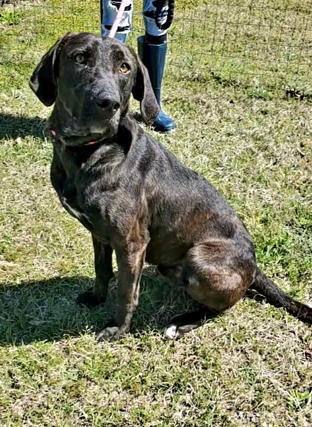 Daily Dogs GaPundit Page 49