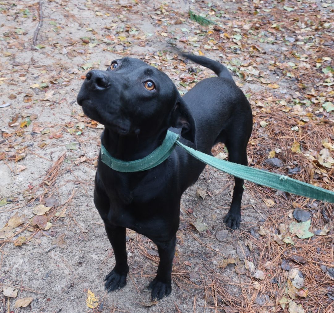 Bubbles Bulloch County Animal Shelter