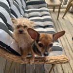 Adoptable (Official) Georgia Dogs for March 30, 2021