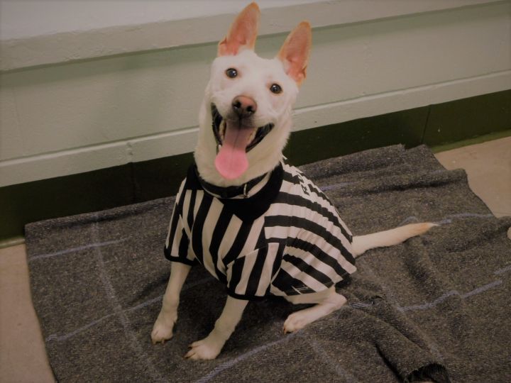 Casper Baldwin County Jail Dogs