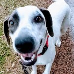 Adoptable (Official) Georgia Dogs for March 25, 2021