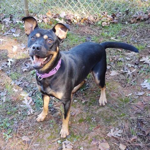 Cheyanne Humane Society of Harris County