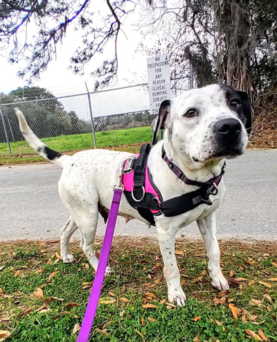 Clover Coastal Pet Rescue Savannah