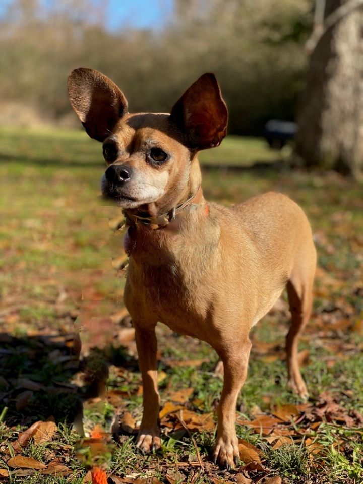 Colby Humane Society of Morgan County Madison GA