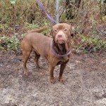 Adoptable (Official) Georgia Dogs for March 3, 2021