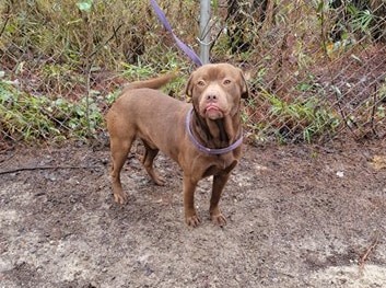 Cowboy Bulloch County Animal Shelter