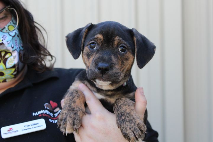 Cressida BBQ Humane Society South Coastal GA