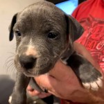 Adoptable (Official) Georgia Dogs for March 23, 2021
