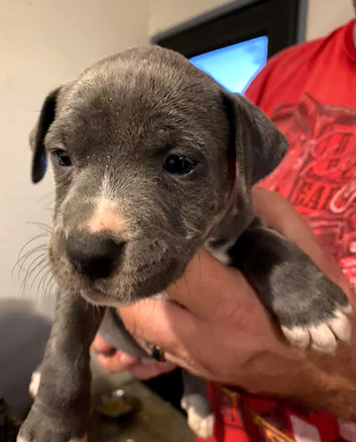 Cumin Coastal Pet Rescue Savannah
