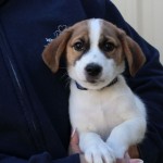 Adoptable (Official) Georgia Dogs for March 9, 2021