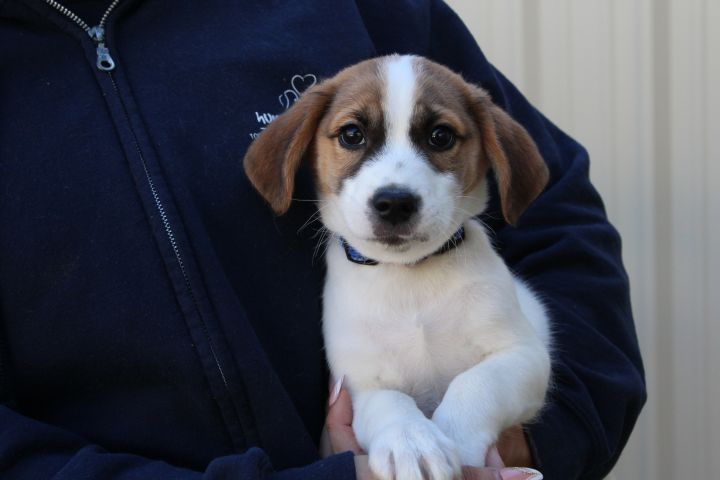 Dexter Humane Society South Coastal GA