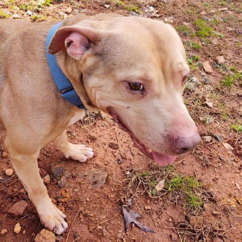Dolly Humane Society of Harris County