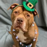 Adoptable (Official) Georgia Dogs for March 29, 2021