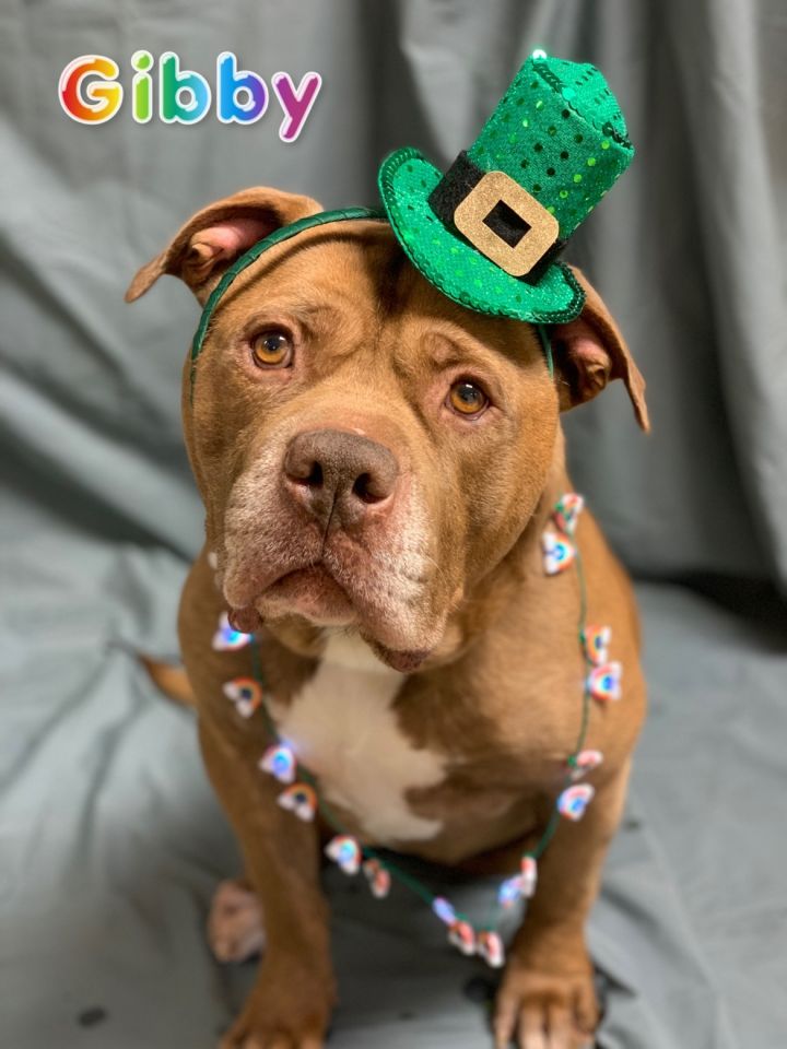 Gibby Lumpkin County Animal Shelter