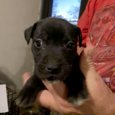 Ginger Coastal Pet Rescue Savannah