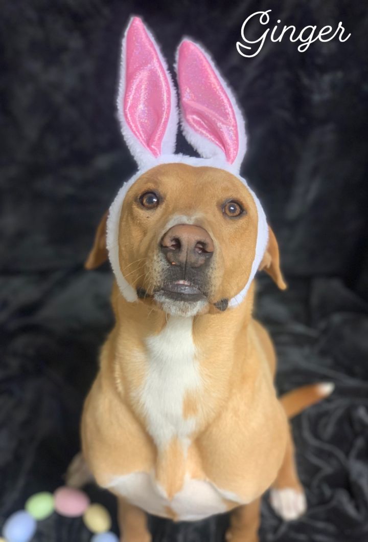Ginger Lumpkin County Animal Shelter