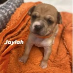 Adoptable (Official) Georgia Dogs for March 24, 2021