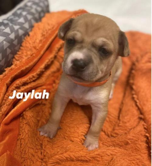 Jaylah Angels Among Us Rescue