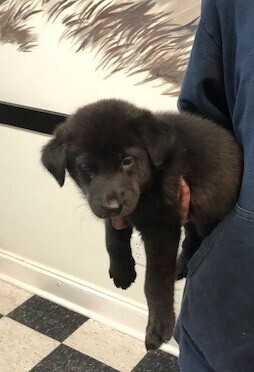 Joseph Humane Society of Terrell County GA
