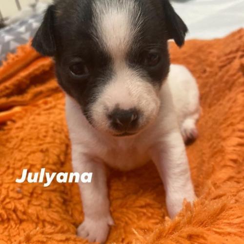 Julyana Angels Among Us Rescue