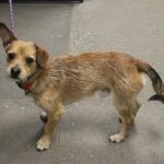 Adoptable (Official) Georgia Dogs for March 31, 2021