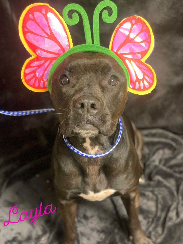 Layla Lumpkin County Animal Shelter