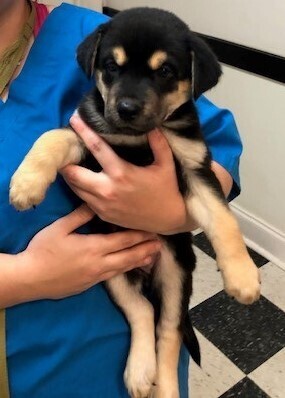 Mary Humane Society of Terrell County GA