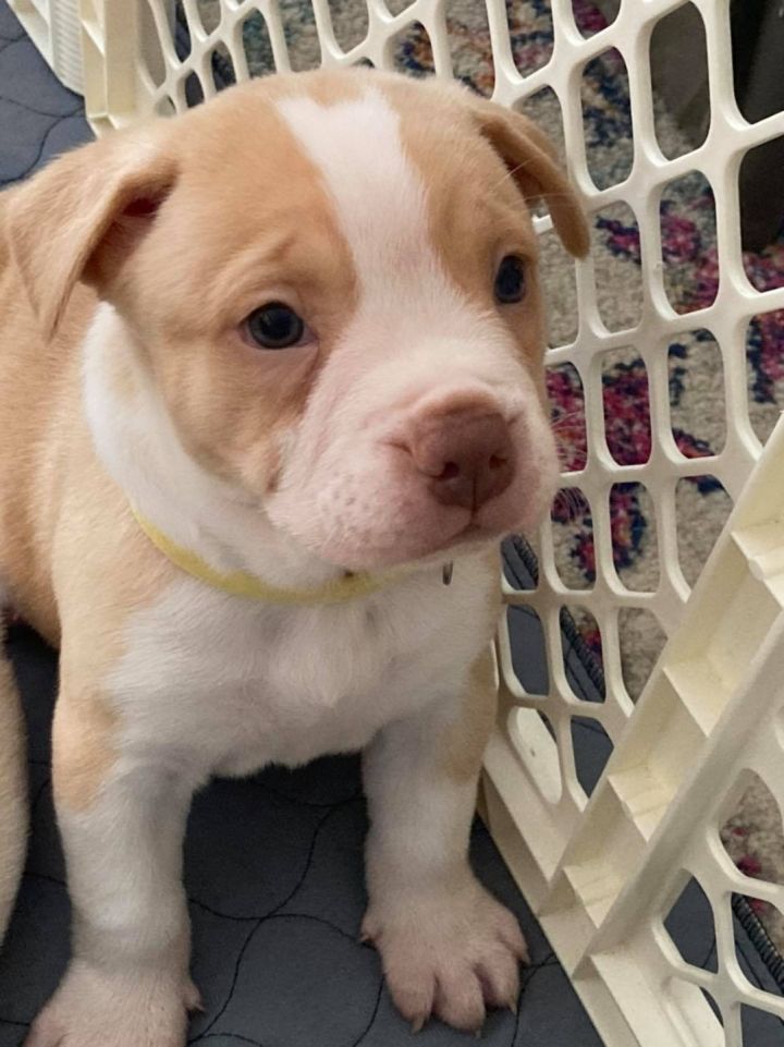 Molly 2nd Chance Animal Shelter Rescue Carrollton