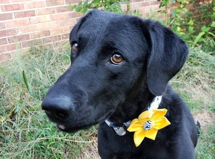Molly Hooties Haven Animal Rescue Rome GA
