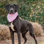 Adoptable (Official) Georgia Dogs for March 16, 2021