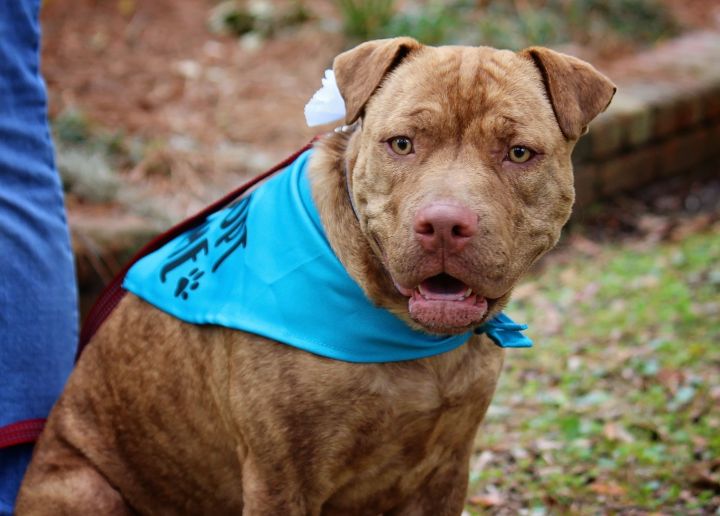 Noel No Kill Glynn County