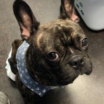 Adoptable (Official) Georgia Dogs for March 8, 2021