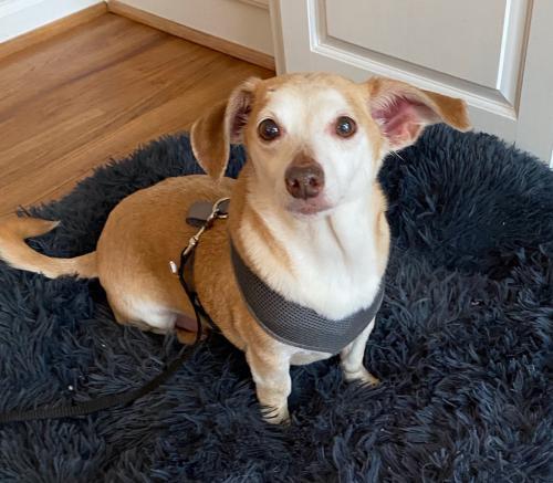 Ramboe Angels Among Us Rescue