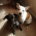 Adoptable (Official) Georgia Dogs for March 18, 2021
