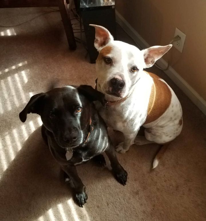 Rico and Billy Baldwin County Jail Dogs