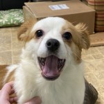Adoptable (Official) Georgia Dogs for March 19, 2021