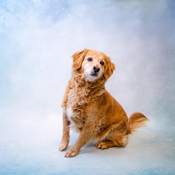 Sandy Gwinnett County Animal Shelter
