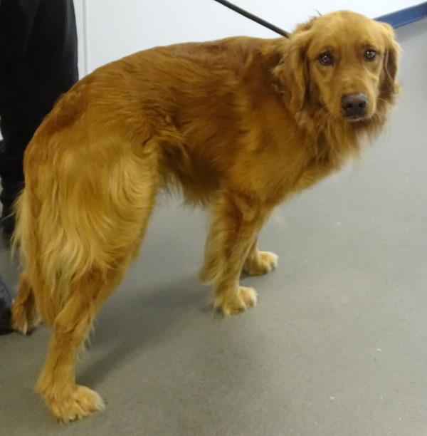 Scion Gwinnett County Animal Shelter