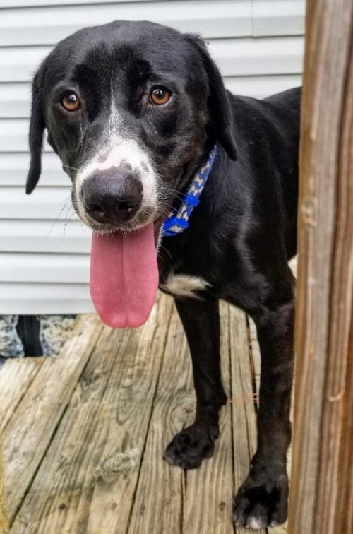Scooter Berrien County Humane Society