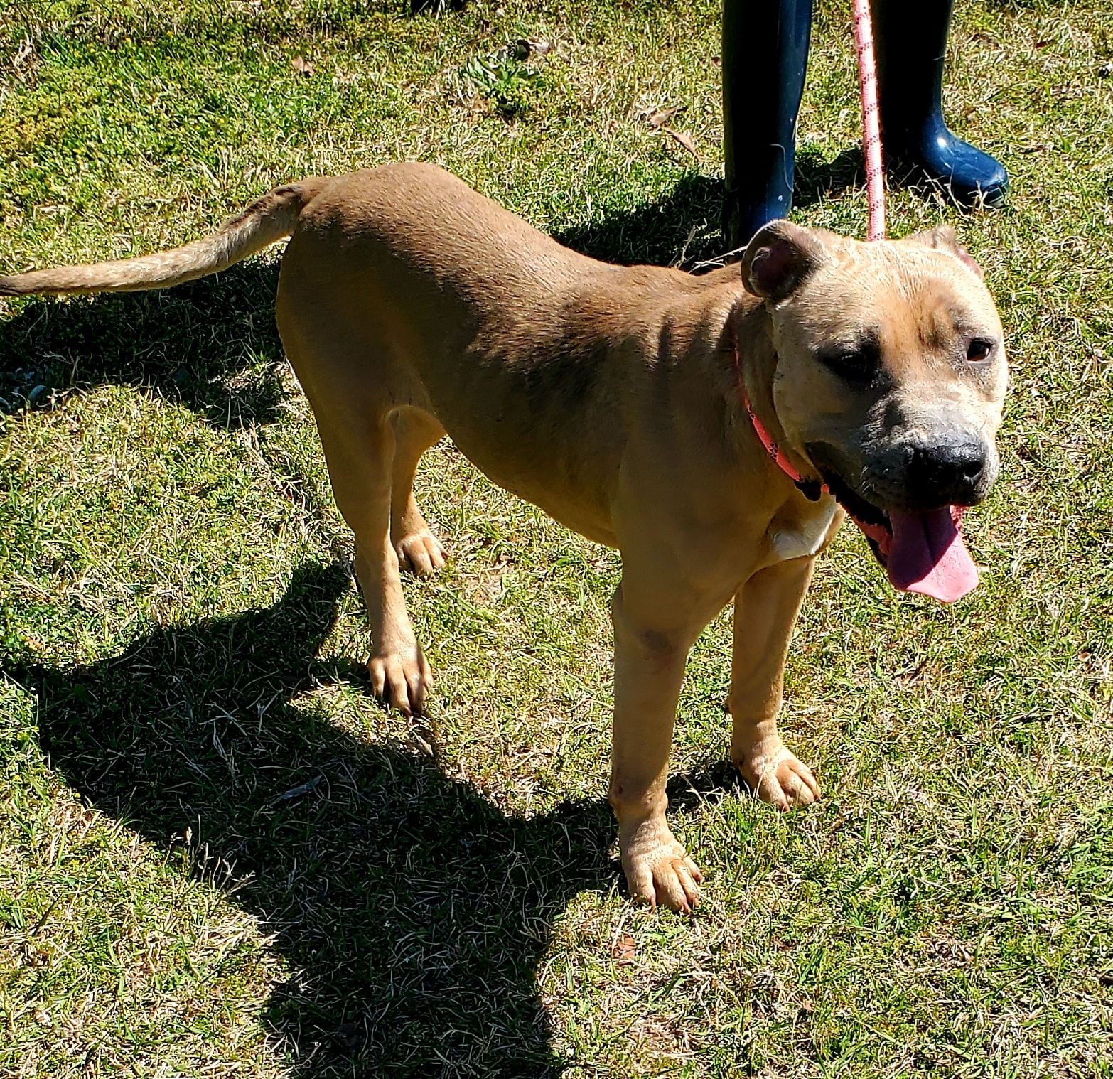 Shania Dublin Laurens County Humane Society